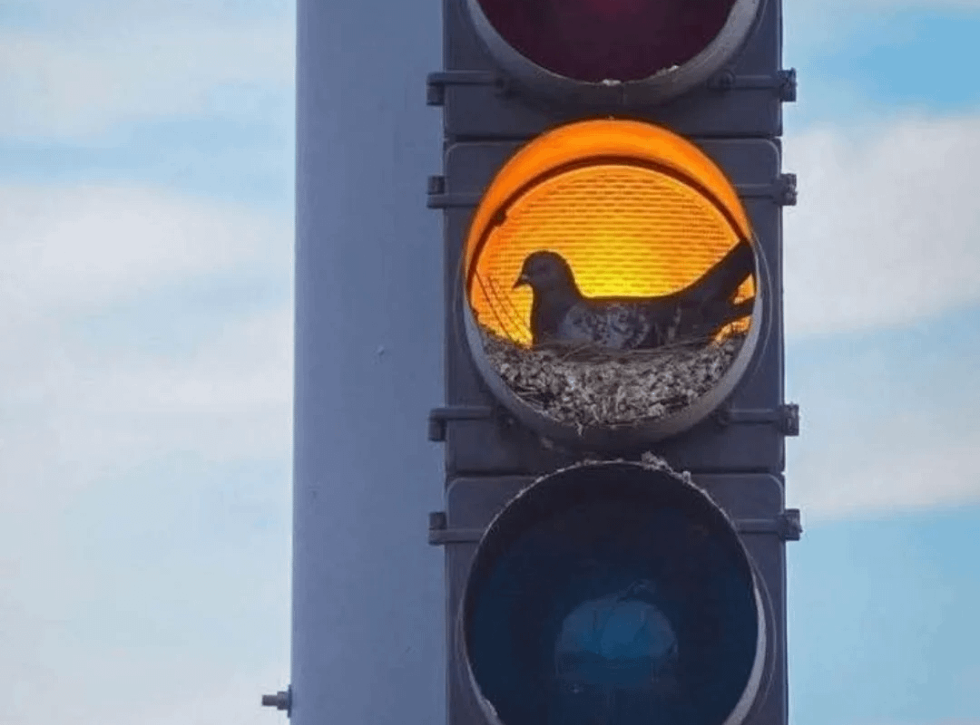 A perfectly constructed pigeon's nest in a traffic light.