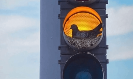 A perfectly constructed pigeon's nest in a traffic light.