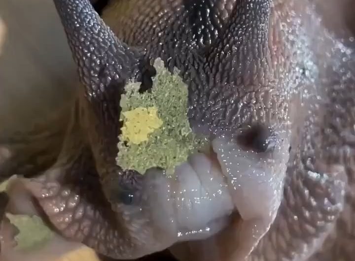 A perfectly ordinary snail in close-up while eating.