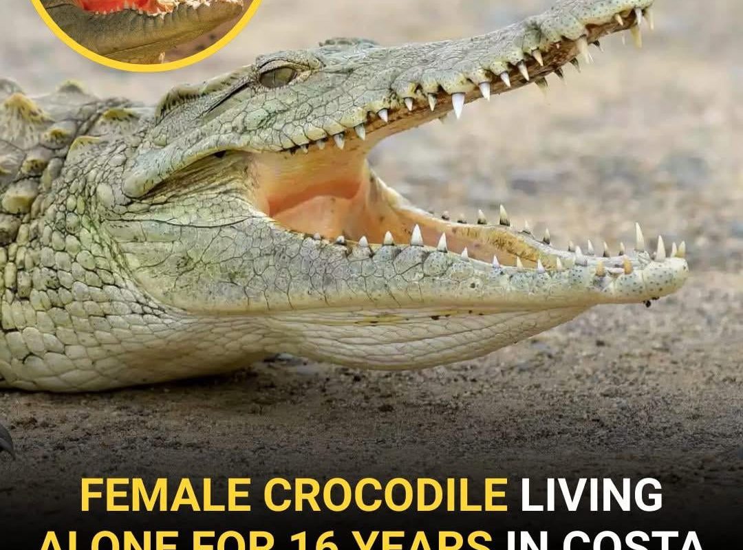 A phenomenon called facultative parthenogenesis, they were still born..