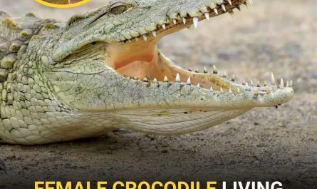 A phenomenon called facultative parthenogenesis, they were still born..