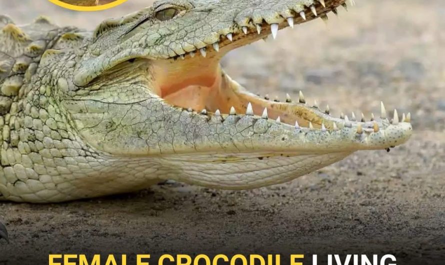 A phenomenon called facultative parthenogenesis, they were still born..