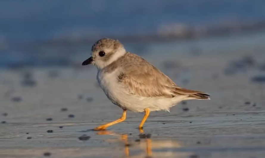 A piping plover doing its significance foot tapping dance