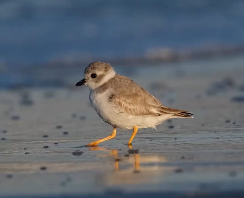 A piping plover doing its significance foot tapping dance