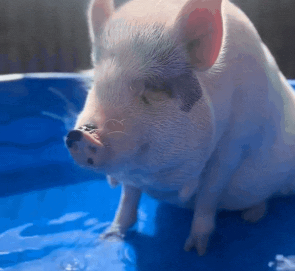 A quick splash in the pool