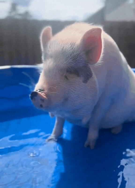 A quick splash in the pool