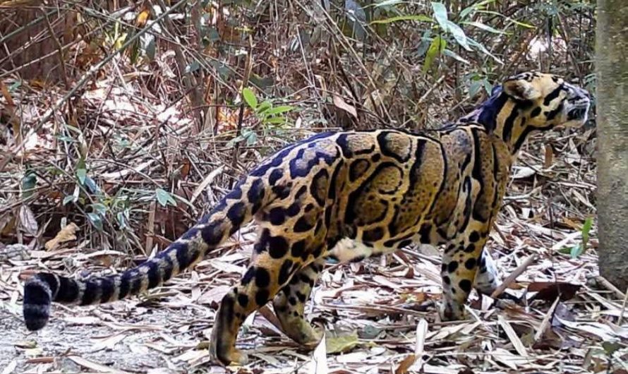 A rare clouded leopard that was caught on camera trap in Cambodia recently
