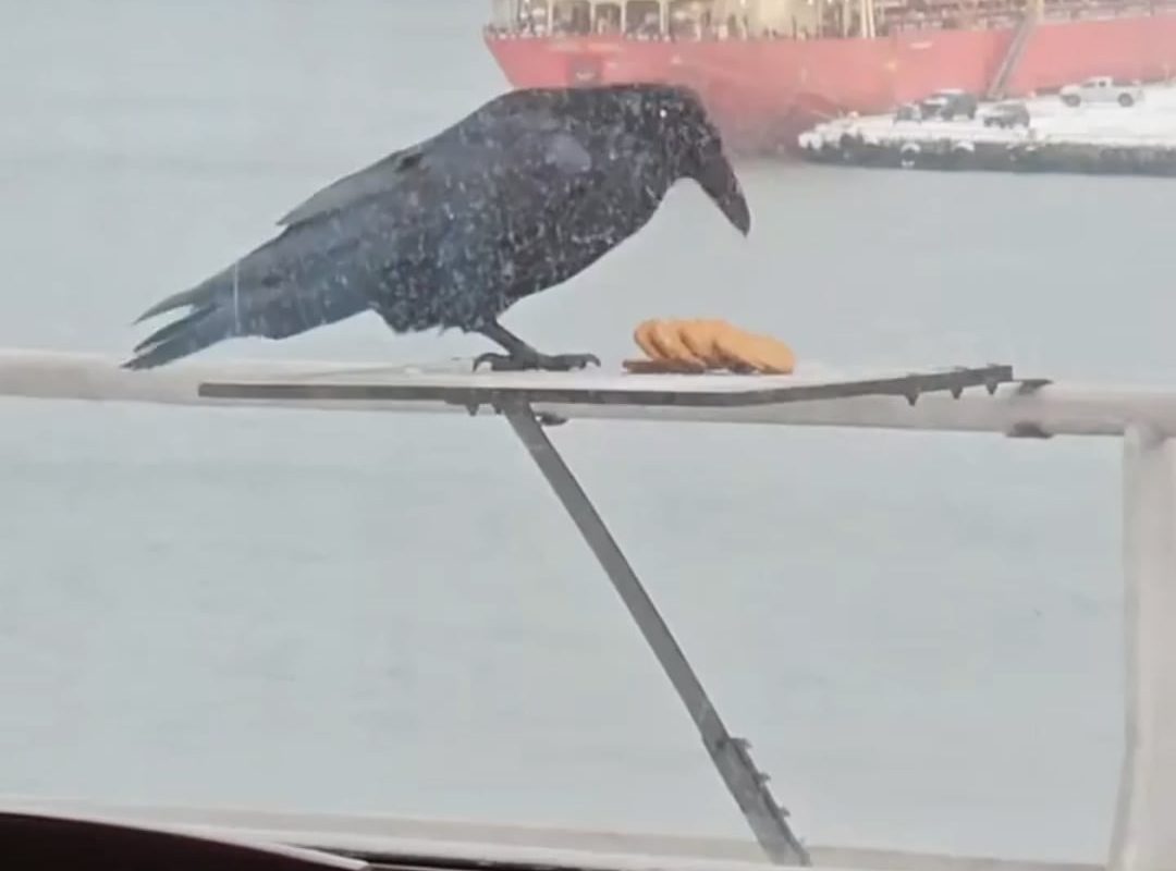 A raven figures out how to grab all the cookies at once