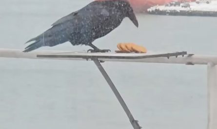 A raven figures out how to grab all the cookies at once