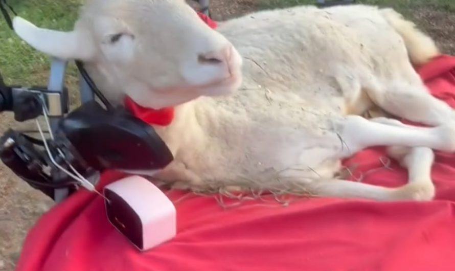A sheep using an electric mobility device