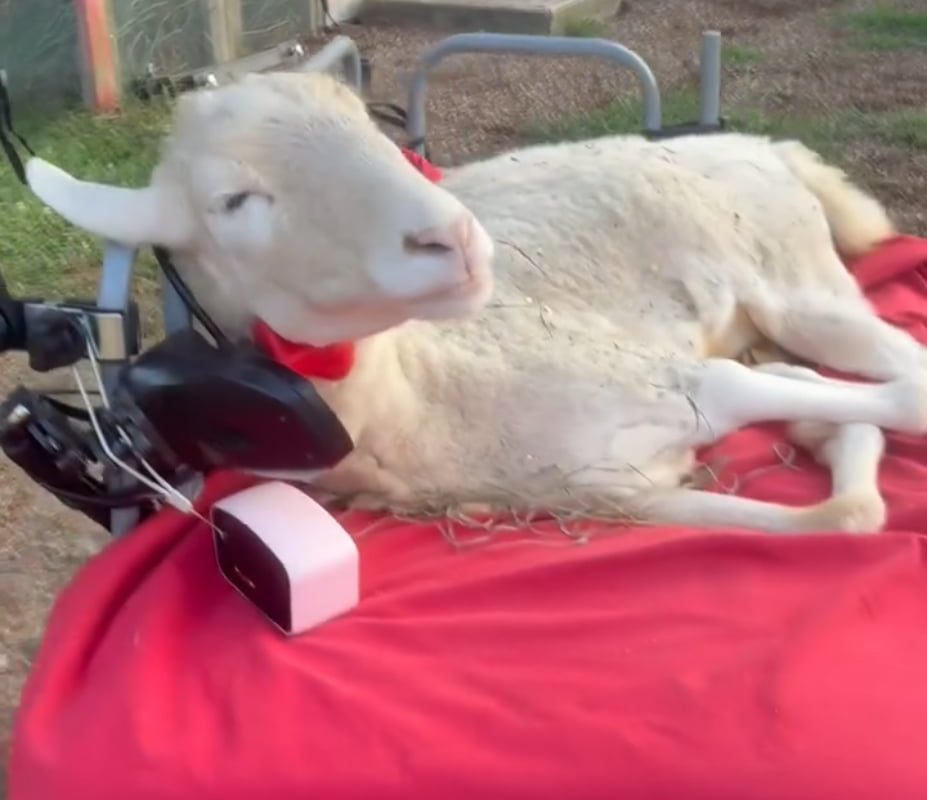 A sheep using an electric mobility device