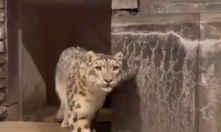 A snow leopard's reaction after seeing a tiger