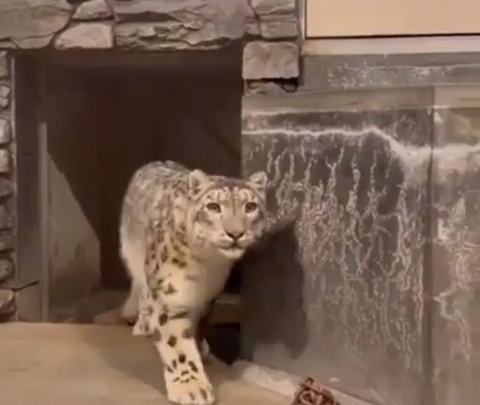 A snow leopard's reaction after seeing a tiger