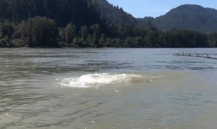 A sturgeon breaches 3/4 of its body out of the water