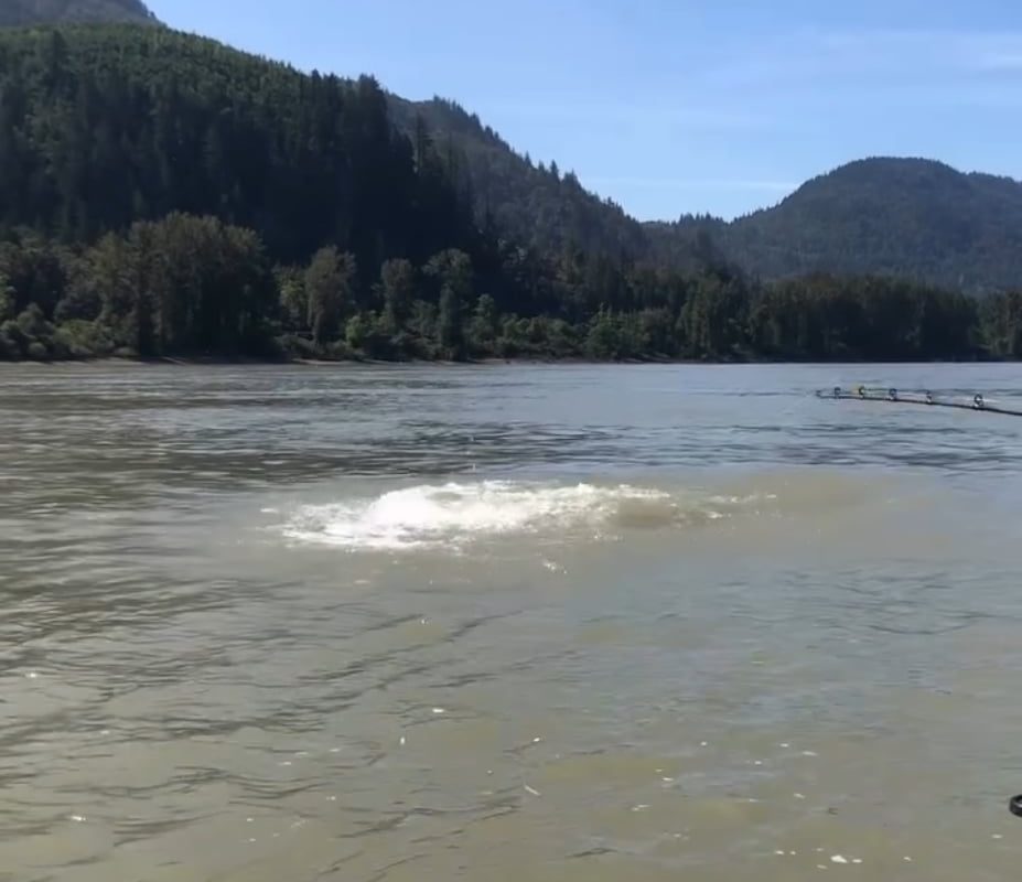 A sturgeon breaches 3/4 of its body out of the water