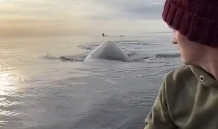 A whale casually swimming right next to a tiny kayak