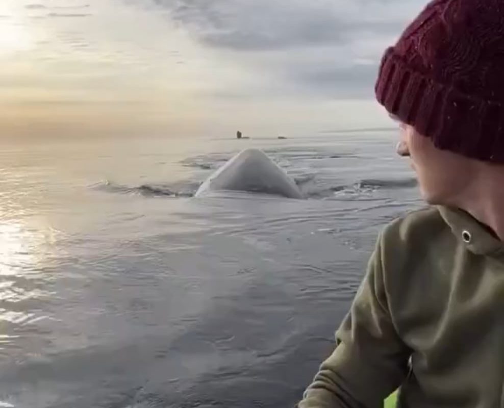A whale casually swimming right next to a tiny kayak