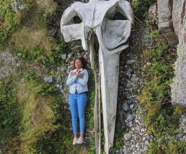 A whale skull with a human for scale ⚖