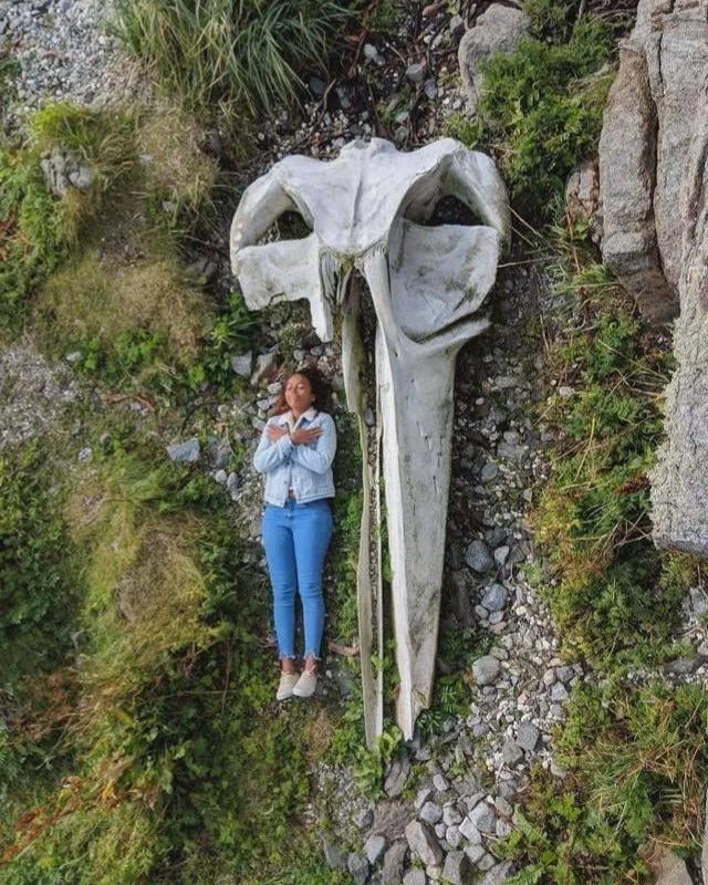A whale skull with a human for scale ⚖