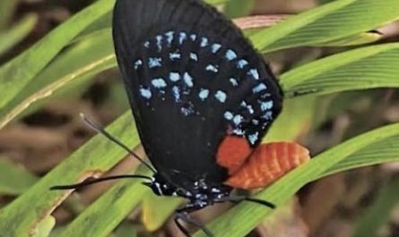 After 88 years, the atala butterfly, once thought to have been extinct, has been making a huge comeback