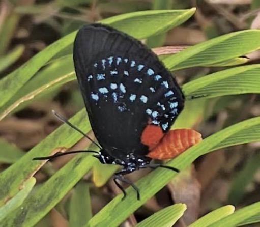 After 88 years, the atala butterfly, once thought to have been extinct, has been making a huge comeback