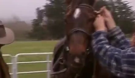 After the filming of The Lord of The Rings (2003), Viggo Mortensen bought a horse for a stunt double who had bonded closely with the horse but couldn't afford to buy it. In return, she cared for the horse that Viggo had bought for himself after filming (his horse Brego from the movie) in New Zealand