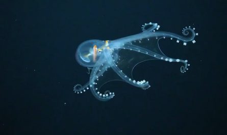 Amazing footage of the extremely rare Glass Octopus (Vitreledonella richardi) filmed 651m (2135 ft) beneath the waves near the Phoenix Islands Archipelago.