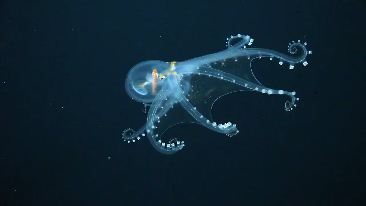 Amazing footage of the extremely rare Glass Octopus (Vitreledonella richardi) filmed 651m (2135 ft) beneath the waves near the Phoenix Islands Archipelago.