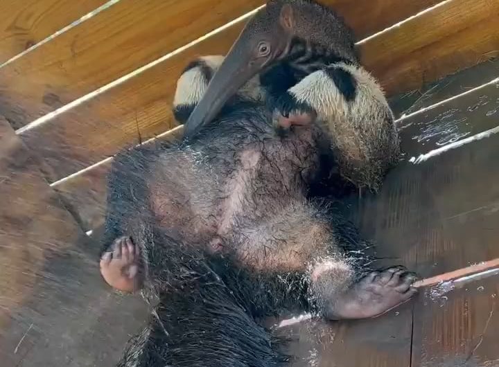 An Anteater Really Enjoying A Shower