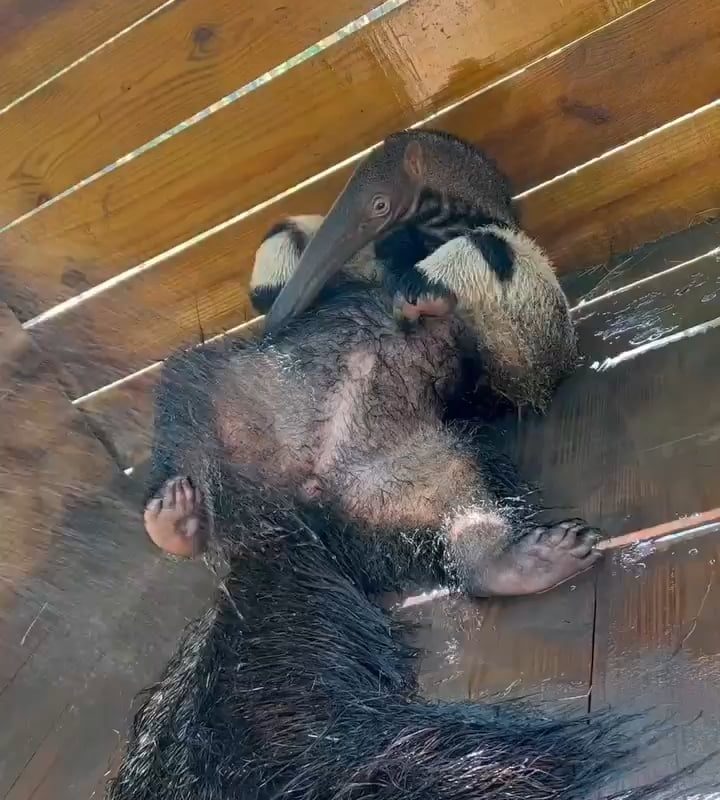 An Anteater Really Enjoying A Shower