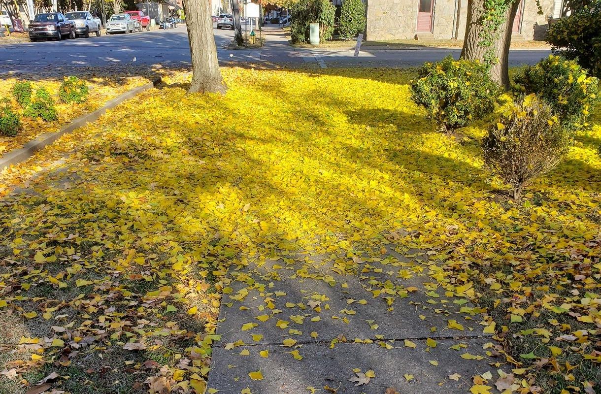 An arctic chill in my southern town provided this serene walkway of leaves