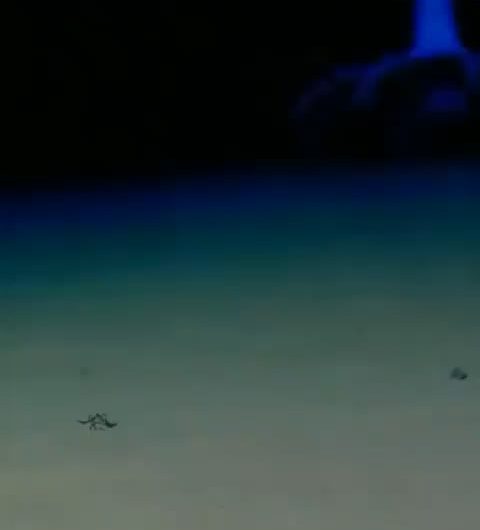 An deep sea encounter with a Big-Eye Jellyhead octopus (Cirrothauma cf. magna) seen in a timelapse at a depth of 4800m (15,750 feet).