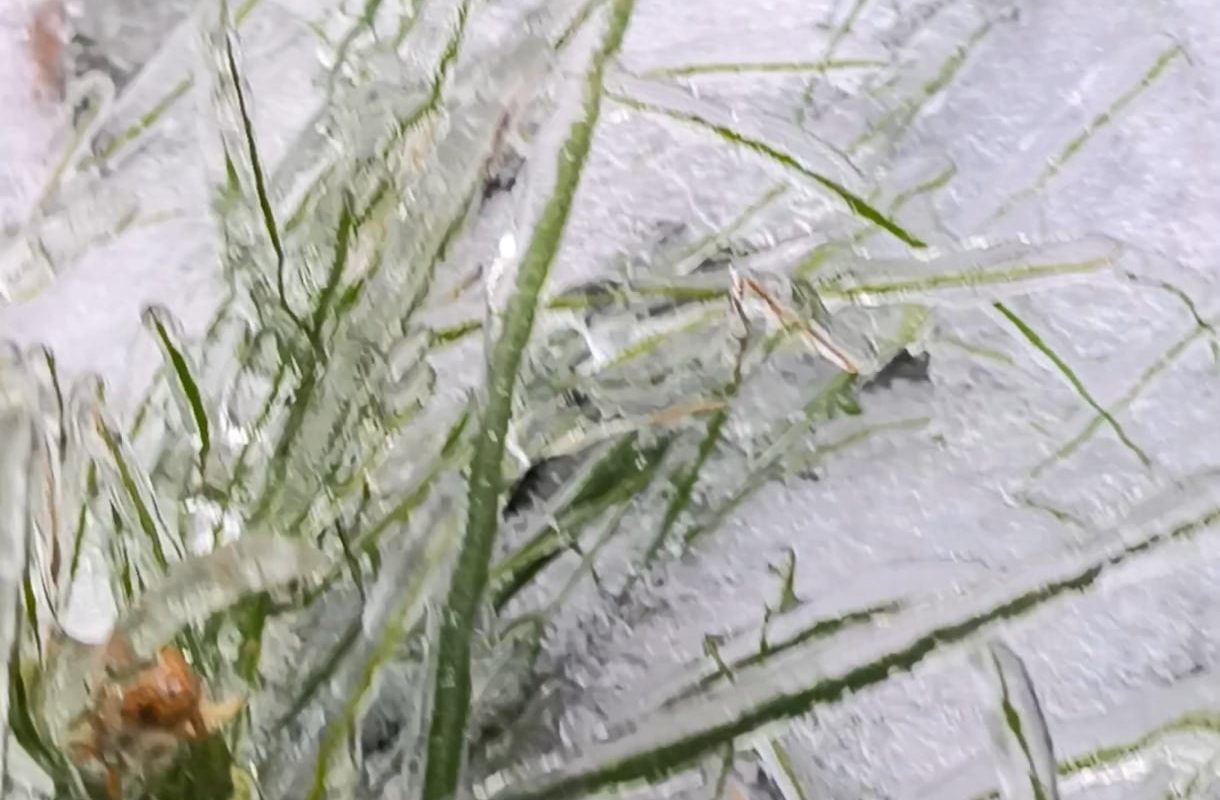 An ice storm here in Northern Sweden turned the world crunchy overnight.