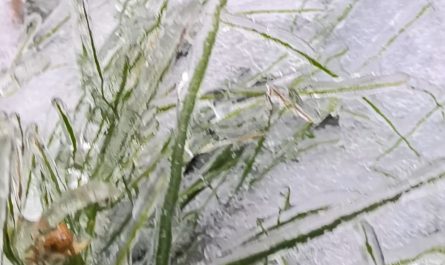 An ice storm here in Northern Sweden turned the world crunchy overnight.