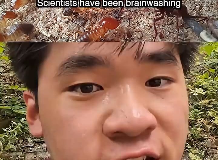 Ant Brainwashing