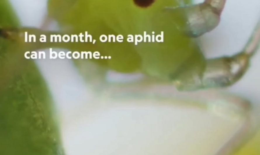 Aphids are born pregnant, welcome to the world daughter/ grand daughter.