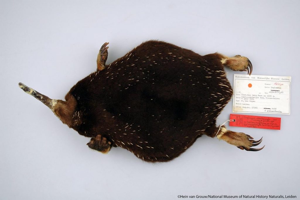 Extinct Cyolops Attenborough’s Long-Beaked Echidna is so rare that scientists went ...