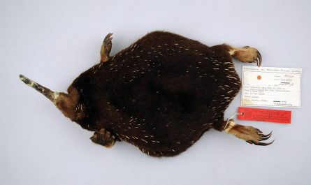 Attenborough’s Long-Beaked Echidna is so rare that scientists went decades without a confirmed sighting. Its population is completely unknown but believed to be extremely small, and many thought it was extinct. A 2023 camera trap in Indonesia’s Cyclops Mountains finally proved it still survives.