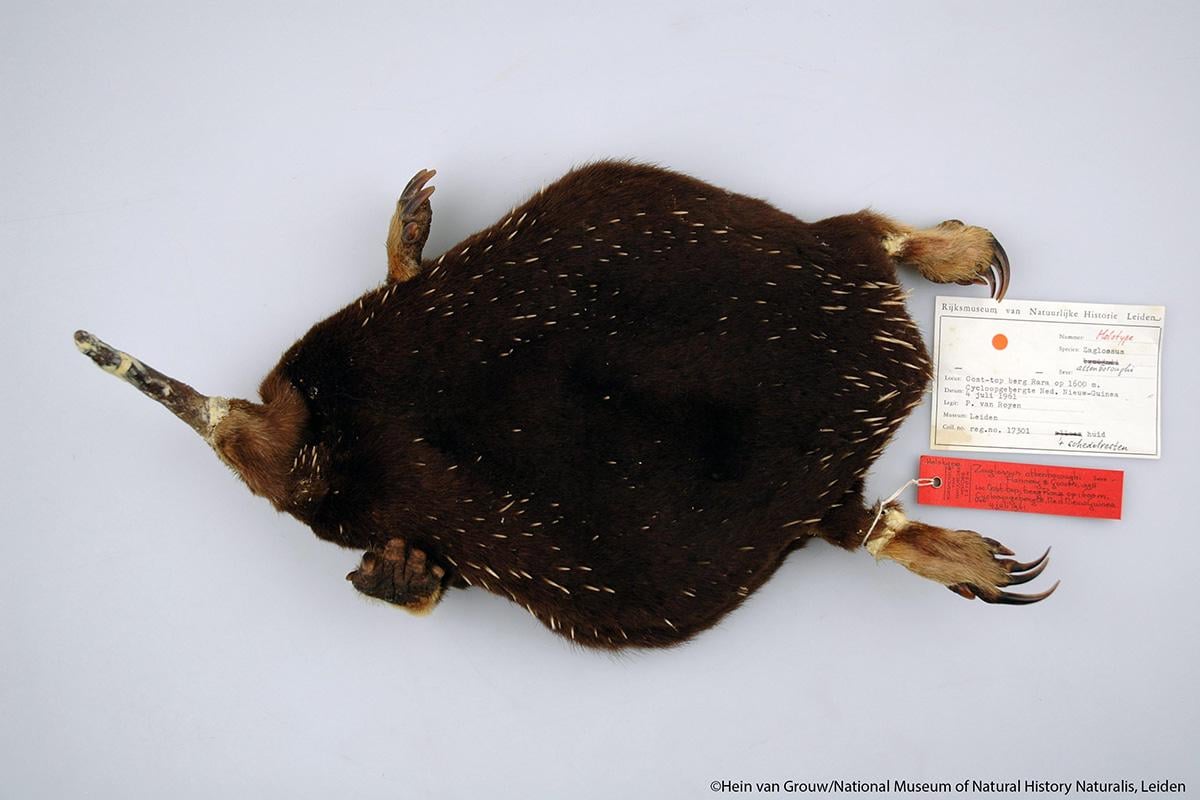 Attenborough’s Long-Beaked Echidna is so rare that scientists went decades without a confirmed sighting. Its population is completely unknown but believed to be extremely small, and many thought it was extinct. A 2023 camera trap in Indonesia’s Cyclops Mountains finally proved it still survives.