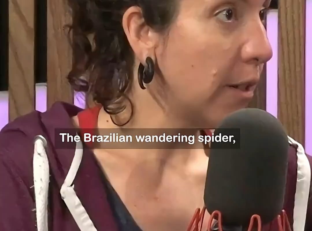 [BBC] A bite from a Brazilian Wandering Spider may lead to a 4-hour erection for men (but also subsequently require amputation)