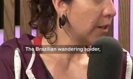 [BBC] A bite from a Brazilian Wandering Spider may lead to a 4-hour erection for men (but also subsequently require amputation)