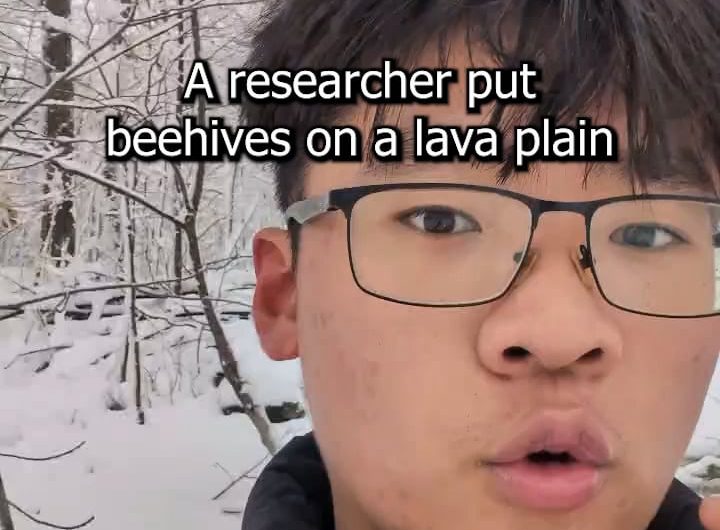 Bees and Lava