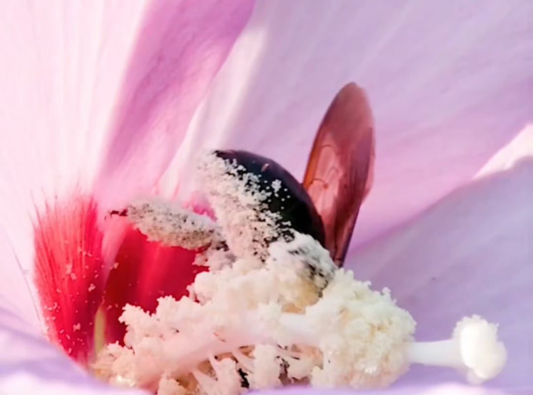 Bees getting drenched in pollen