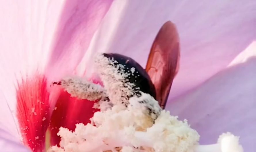 Bees getting drenched in pollen