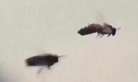 Bees mate while in flight ✈️