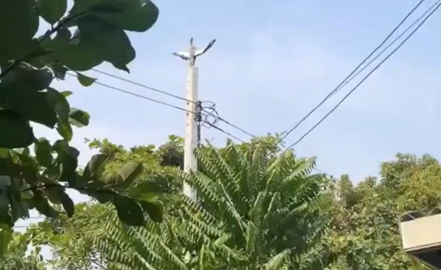 Bird drying feathers but looking ominous