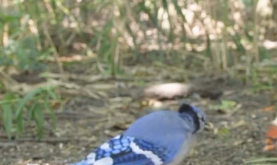 Blue Jay Mimics RedTailed Hawk Call to Intimidate and Scare Away Cardinal