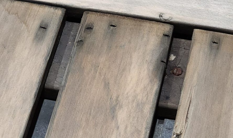 Board in my sauna looks like a Cappybara