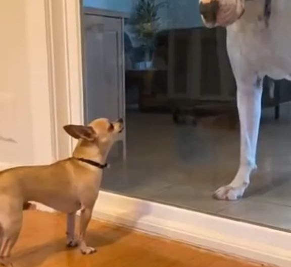 Bro froze instantly 😅