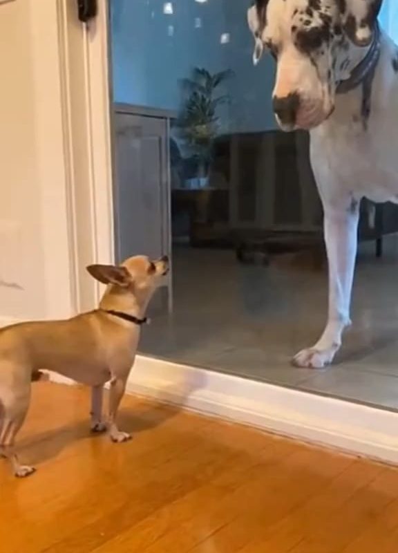 Bro froze instantly 😅